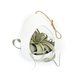 Large White Ceramic Hanging Pod With Tillandsia Xerographica
