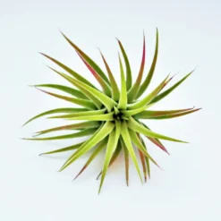 Tillandsia Ionantha Huamelula Maxima Air Plants - Rare -Air Plant Supply Store MG 4499 Copy