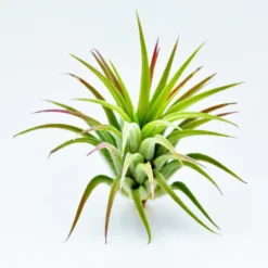 Tillandsia Ionantha Huamelula Maxima Air Plants - Rare -Air Plant Supply Store MG 4504 Copy