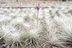 BLOOM SALE - XXL Tillandsia Tectorum Ecuador Air Plant