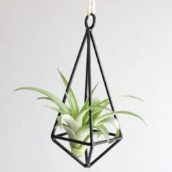 Gift Wrapped Hanging Metal Pendant With Assorted Tillandsia Air Plants -Air Plant Supply Store Metal Pendant Air Plant 2