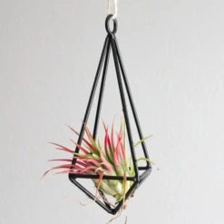 Gift Wrapped Hanging Metal Pendant With Assorted Tillandsia Air Plants -Air Plant Supply Store Metal Pendant Air Plant 3