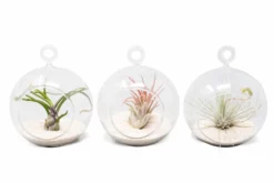 Mini Hanging Flat Bottom Beach Terrariums With White Or Black Sand