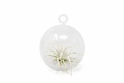 Mini Hanging Flat Bottom Glass Terrariums With Assorted Tillandsia Air Plants