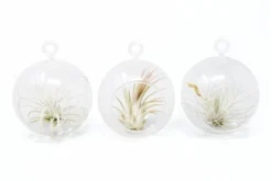 Mini Hanging Flat Bottom Glass Terrariums With Assorted Tillandsia Air Plants -Air Plant Supply Store MiniHangingFlatBottomGlassTerrariumswithAssortedTillandsiaAirPlants2 eeebcbf6 2761 466a 9093 363ce7884278 scaled