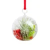 Mini Jolly Ornament With Tillandsia Ionantha Air Plant
