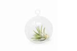 Air Plant Supply Store -Air Plant Supply Store MinimalistTerrariuminaGlassGlobewithFlatBottom ChooseYourCustomTillandsiaAirPlant 9cc8c28d a103 4e48 9f7e c896b35a0805 scaled