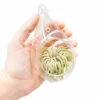 Minimalist Terrarium In A Glass Teardrop - Choose Your Custom Tillandsia Air Plant