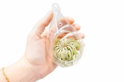 Minimalist Terrarium In A Glass Teardrop - Choose Your Custom Tillandsia Air Plant