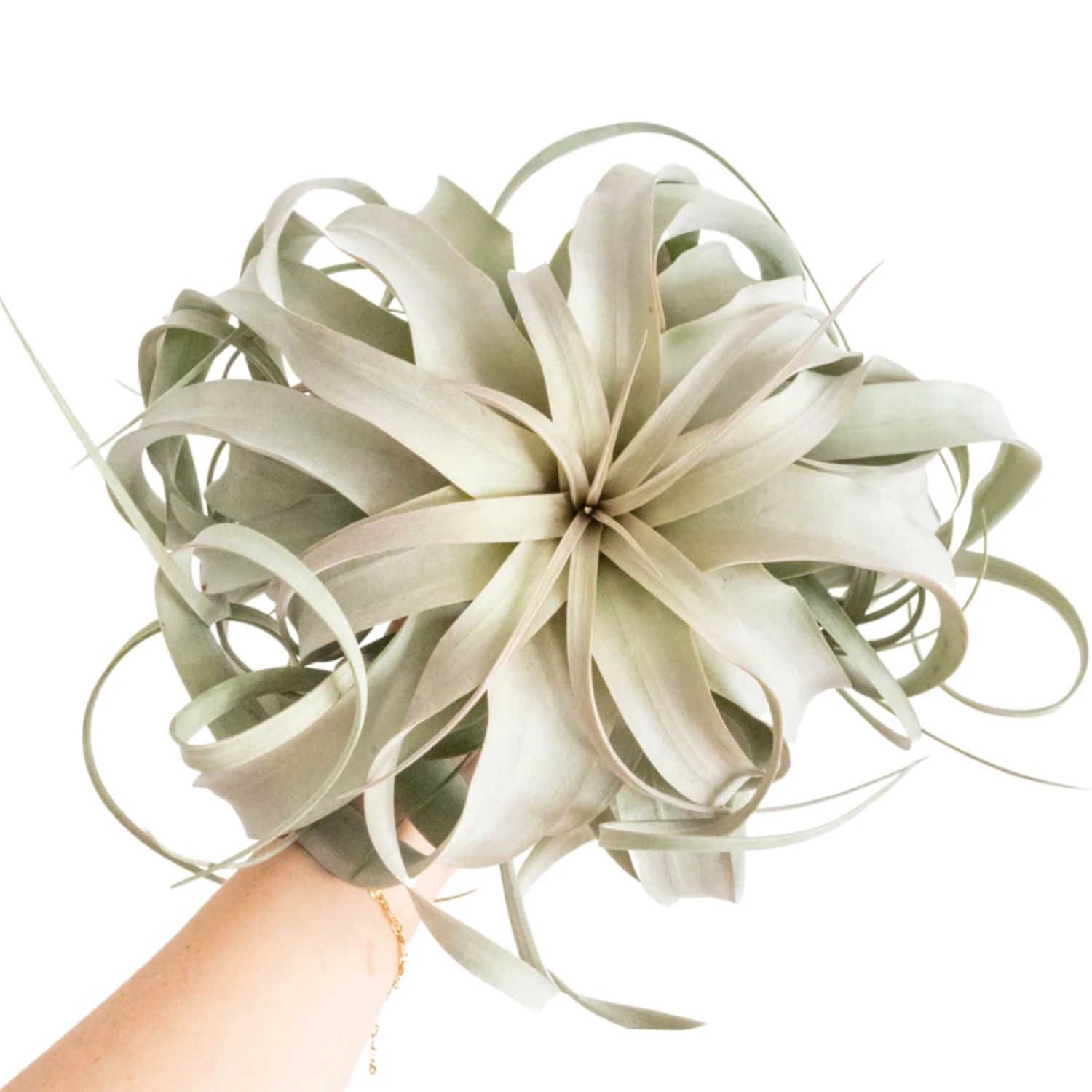 SALE - Spectacular Jumbo Tillandsia Xerographica - Set Of 3 Or 6 - 40% Off 1 SALE - Spectacular Jumbo Tillandsia Xerographica - Set Of 3 Or 6 - 40% Off