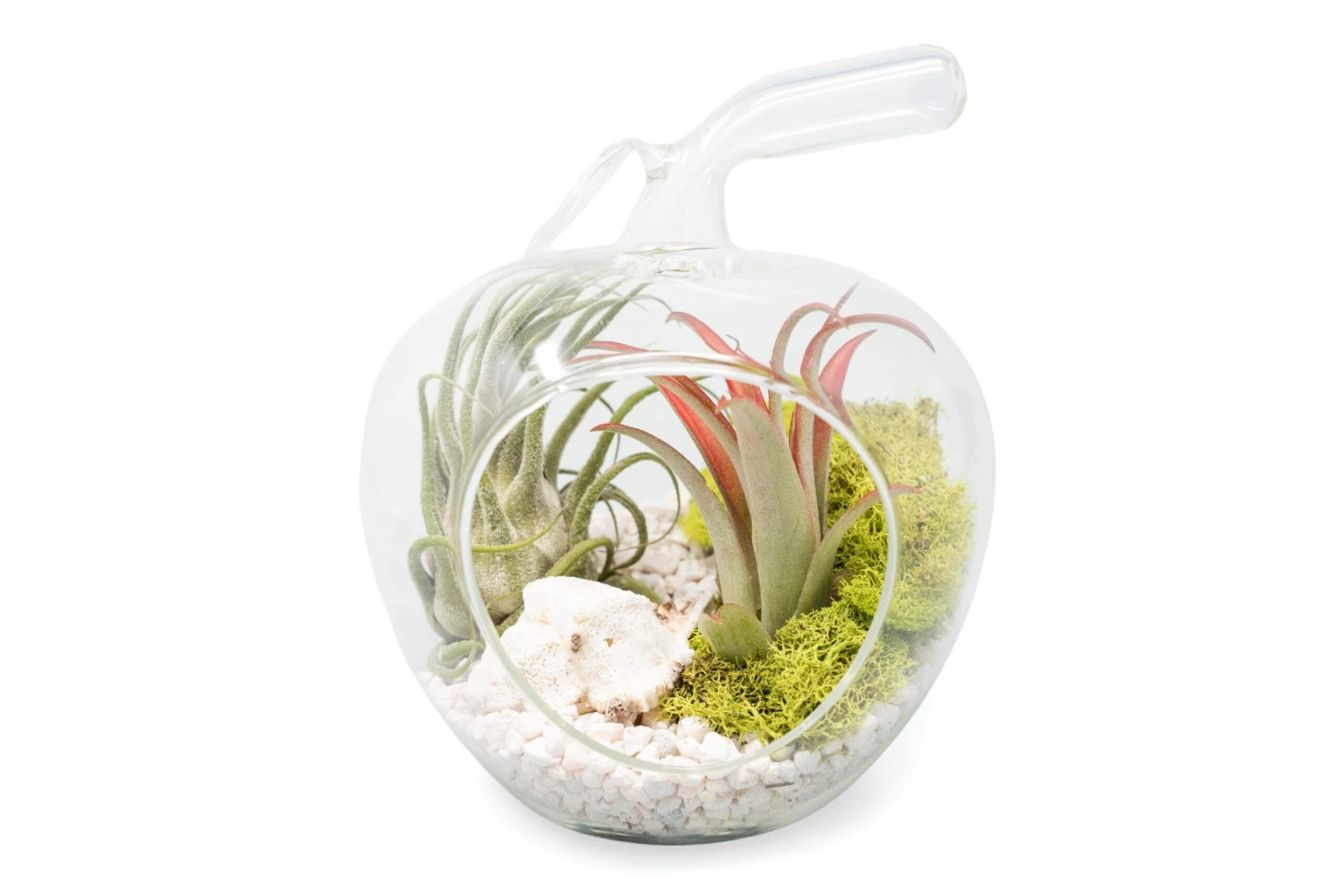 Apple Terrarium With Pebble Kit And Tillandsia Air Plants 1 Apple Terrarium With Pebble Kit And Tillandsia Air Plants