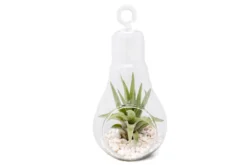 Hanging Light Bulb Terrarium With Crushed White Stones And Tillandsia Air Plant