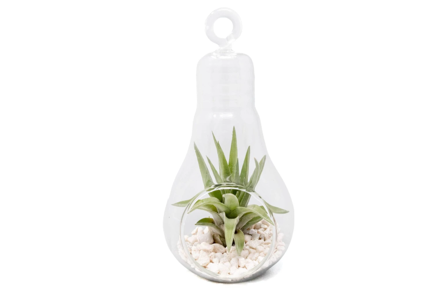 Hanging Light Bulb Terrarium With Crushed White Stones And Tillandsia Air Plant 1 Hanging Light Bulb Terrarium With Crushed White Stones And Tillandsia Air Plant