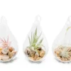 SALE - Set Of 3 Airy Teardrop Terrariums With Flat Bottoms