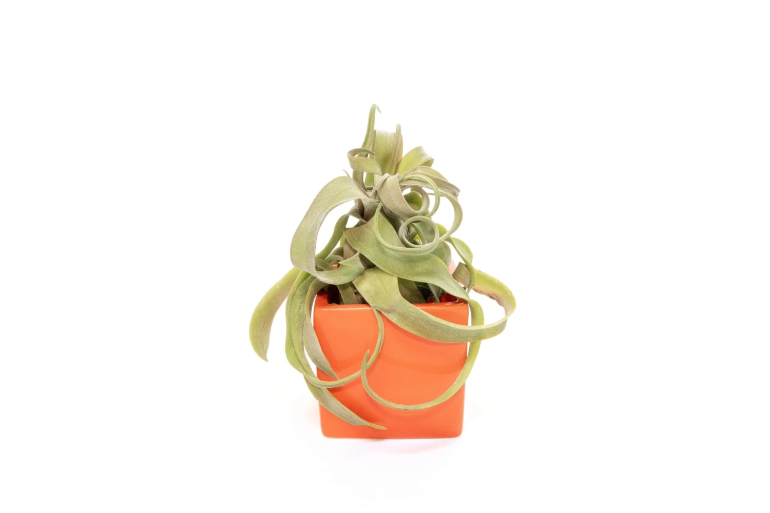 Naranja Orange Ceramic Cube Container With Custom Tillandsia Air Plant 1 Naranja Orange Ceramic Cube Container With Custom Tillandsia Air Plant