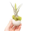 Natural Seed Pod Container With Assorted Tillandsia Air Plant