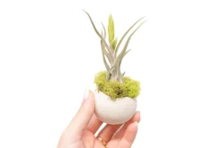 Single Natural Seed Pod Container With Assorted Tillandsia Air Plant