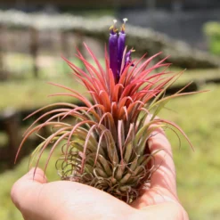 Tillandsia Ionantha Huamelula Maxima Air Plants - Rare