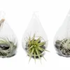 SALE - Set Of 3 Funky Teardrop Terrariums With Flat Bottoms