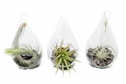 SALE - Set Of 3 Funky Teardrop Terrariums With Flat Bottoms
