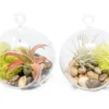 Set Of 2 Stunning Hanging Glass Terrariums With Flat Bottoms