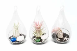 Teardrop Beach Terrariums With Black Sand -Air Plant Supply Store Setof3TeardropBeachTerrariumswithBlackSand cfbbd8e7 b72c 4337 bc36 e1b95aeaa11c scaled