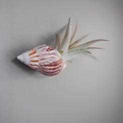 Set Of 3 Seashell Magnets With Tillandsia Air Plants 6 Set Of 3 Seashell Magnets With Tillandsia Air Plants -Air Plant Supply Store Shell Magnet Tillandsia Air Plant 4
