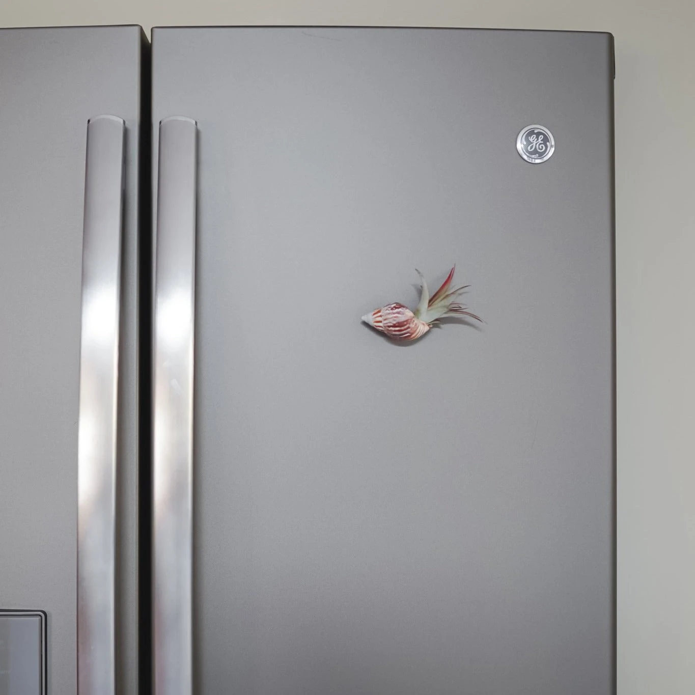 Set Of 3 Seashell Magnets With Tillandsia Air Plants 4 Set Of 3 Seashell Magnets With Tillandsia Air Plants - Image 4