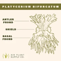 Staghorn Fern Mounted On A Cedar Plank -Air Plant Supply Store Staghorn AirPlantDishInsertCard 4 1