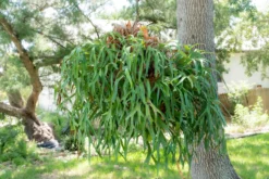 Staghorn Fern Mounted On A Cedar Plank -Air Plant Supply Store Staghorn Fern 1 ae841221 ede9 4d0b ac55 8c9832492414 scaled