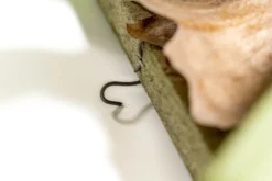 Staghorn Fern Mounted On A Cedar Plank -Air Plant Supply Store Staghorn Fern 2 scaled