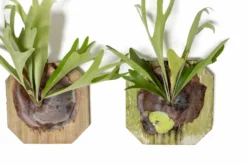 Staghorn Fern Mounted On A Cedar Plank -Air Plant Supply Store Staghorn Fern 4 scaled