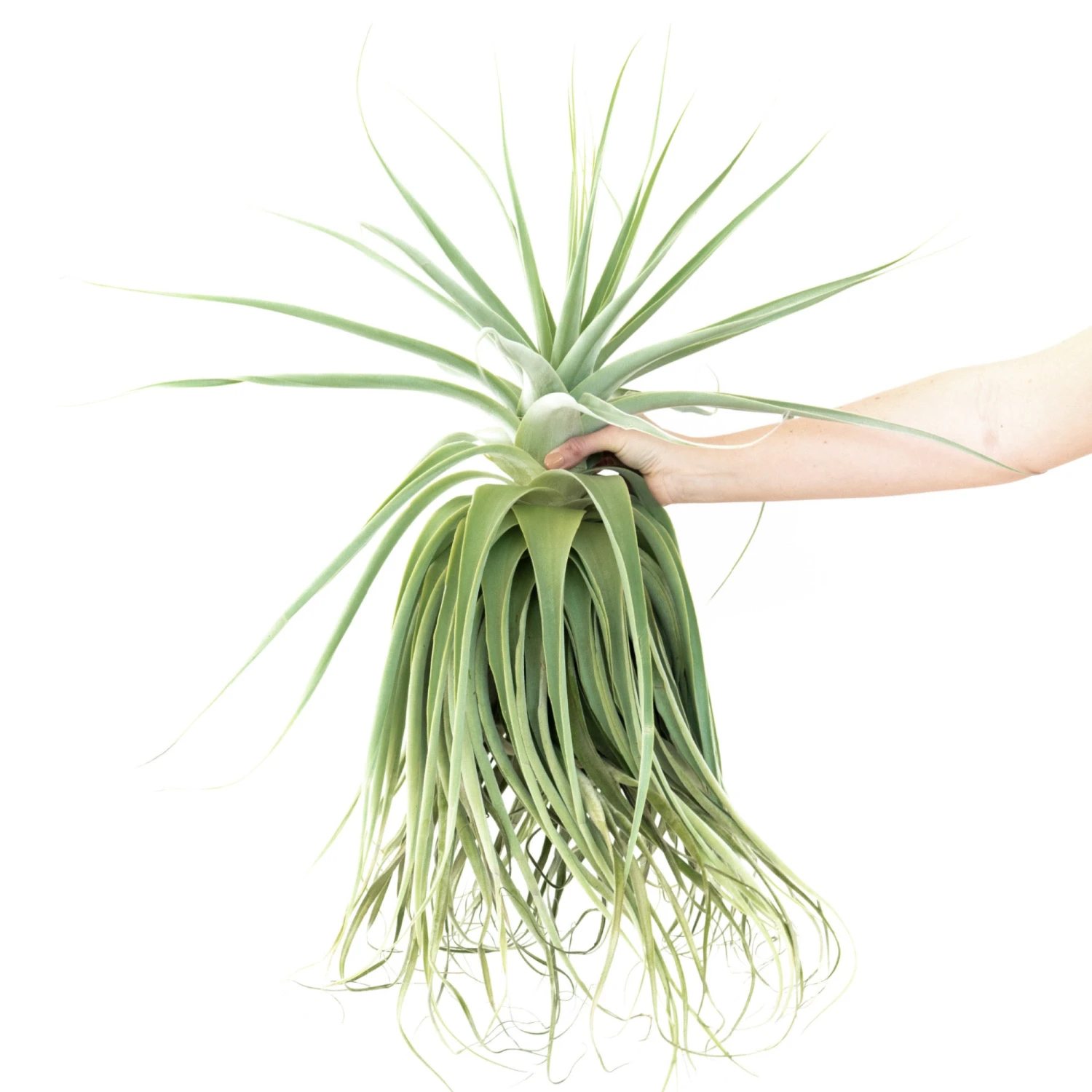 Huge Tillandsia Straminea 'Thick Leaf' - Specimen Plants - Limited Quantities 1 Huge Tillandsia Straminea 'Thick Leaf' - Specimen Plants - Limited Quantities
