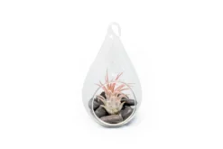 Teardrop Terrarium With Tillandsia Ionantha Fuego & Black Stones