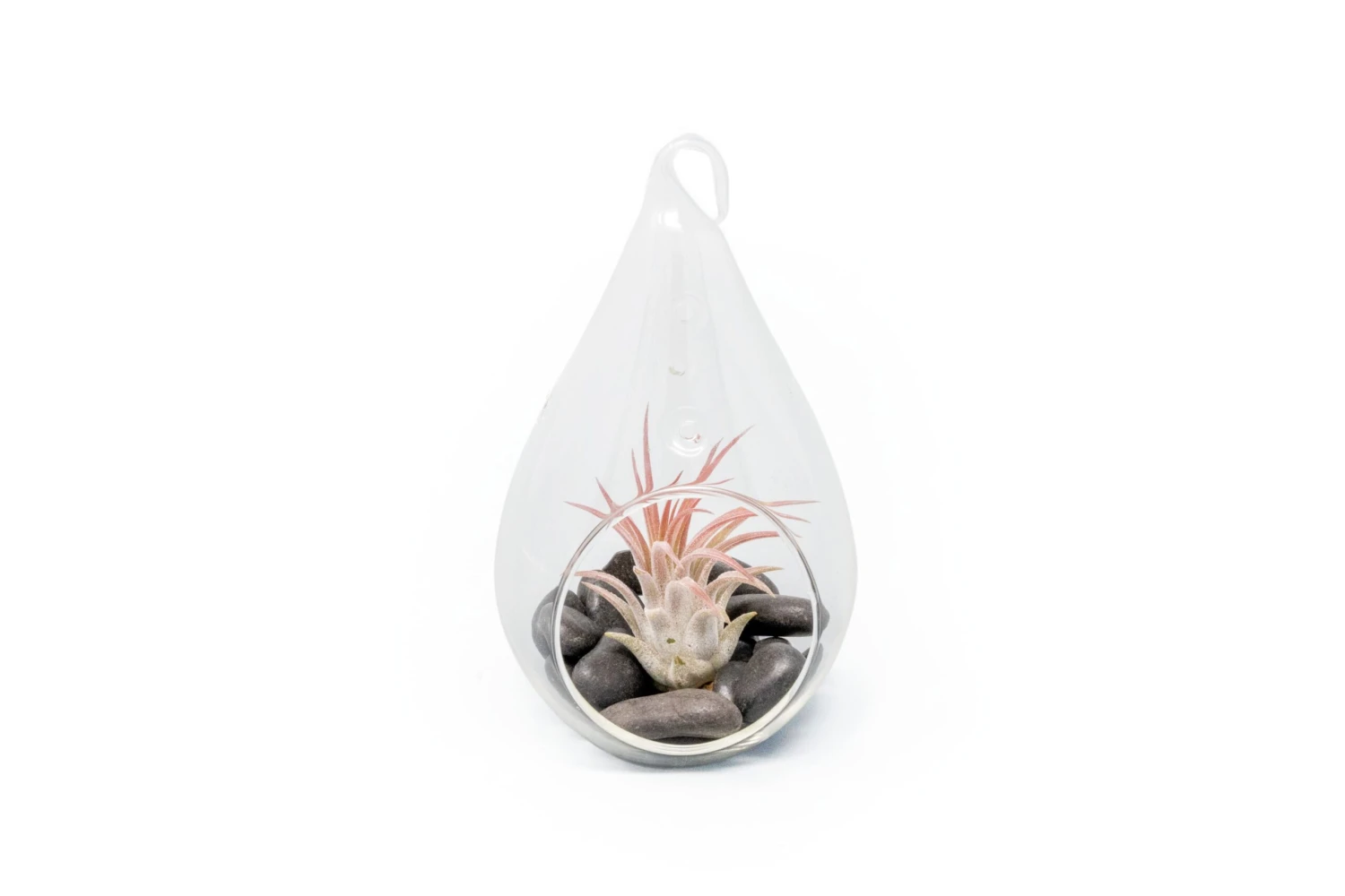 Teardrop Terrarium With Tillandsia Ionantha Fuego & Black Stones 1 Teardrop Terrarium With Tillandsia Ionantha Fuego & Black Stones