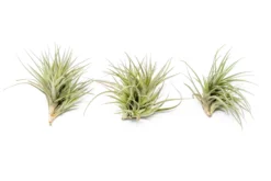 Tillandsia Tenuifolia Air Plant Clumps -Air Plant Supply Store TenufoliaClumpTillandsiasupply2 scaled