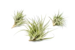 Tillandsia Tenuifolia Air Plant Clumps -Air Plant Supply Store TenufoliaClumpTillandsiasupply3 scaled