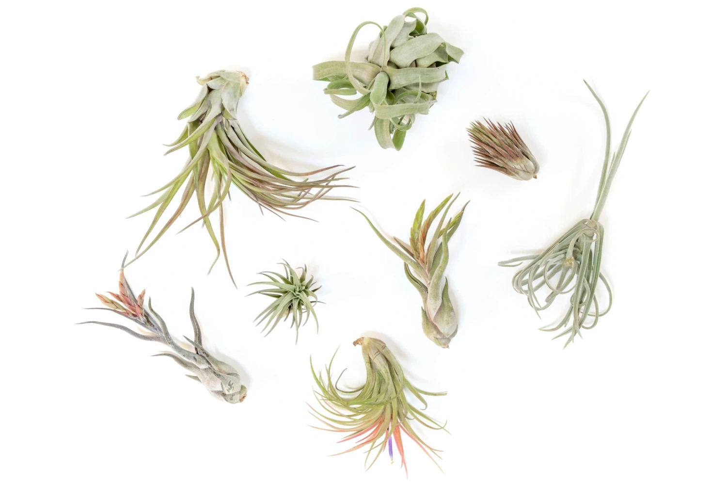 SALE - Tillandsia Air Plant Grab Bag Of Premium Medium & Large Plants - Set Of 10 - 50% Off 1 SALE - Tillandsia Air Plant Grab Bag Of Premium Medium & Large Plants - Set Of 10 - 50% Off