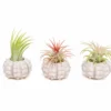 Sputnik Urchins With Tillandsia Air Plants
