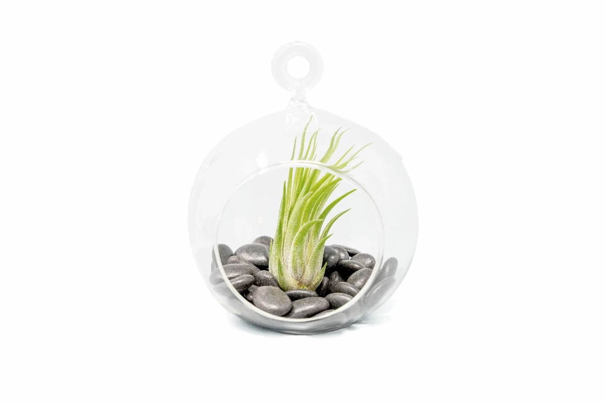 Terrarium Globe With Flat Bottom, Air Plant & Black Stones 1 Terrarium Globe With Flat Bottom, Air Plant & Black Stones