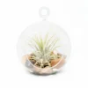 Terrarium Globe With Flat Bottom, Air Plant & River Stones