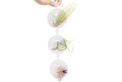 Terrarium Trio With Double Hooks And Tillandsia Juncea, Bulbosa, & Ionantha Air Plants