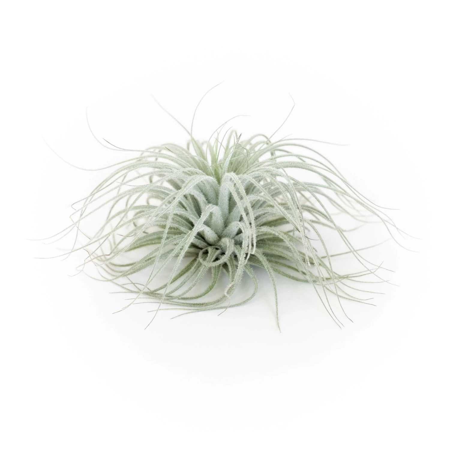 SALE - Tillandsia Tectorum Ecuador Air Plants - Set Of 3, 6 Or 9 - 25% Off 2 SALE - Tillandsia Tectorum Ecuador Air Plants - Set Of 3, 6 Or 9 - 25% Off - Image 2