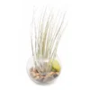 Tillandsia Juncea Air Plant Bubble Bowl Terrarium