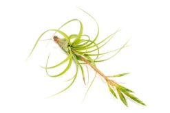Tillandsia Roland Gosselini Air Plant