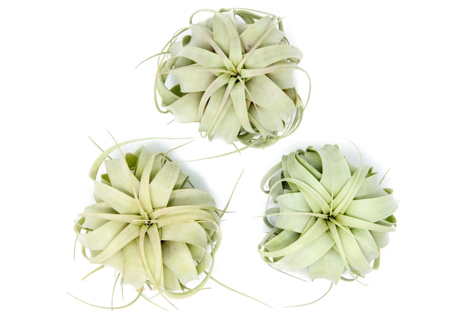 SALE - Medium Tillandsia Xerographica - Set Of 5 Or 10 Air Plants - 40% Off 5 SALE - Medium Tillandsia Xerographica - Set Of 5 Or 10 Air Plants - 40% Off - Image 5