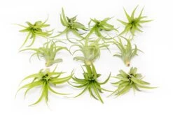 Tillandsia Abdita Brachycaulos Air Plants - Set Of 10, 20 Or 30 - 60% Off -Air Plant Supply Store Tillandsia Air Plant Abdita 3
