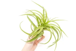 XL Tillandsia Abdita Brachycaulos Air Plants / 7-9 Inch Plants -Air Plant Supply Store Tillandsia Air Plant Abdita XL 2 scaled