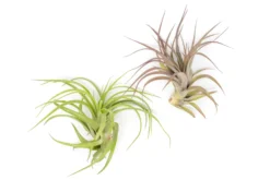 XL Tillandsia Abdita Brachycaulos Air Plants / 7-9 Inch Plants -Air Plant Supply Store Tillandsia Air Plant Abdita XL 3 1 scaled