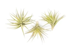 Tillandsia Aeranthos - Clavel Del Aire - "Carnation Of The Air" Air Plants -Air Plant Supply Store Tillandsia Air Plant Aeranthos 1 84a5e624 ebae 4930 9f20 92aedef71323 scaled